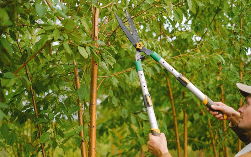 Tree trimming in Schriever, LA