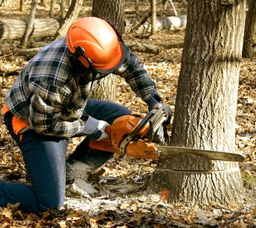 Tree Removal in Schriever, LA
